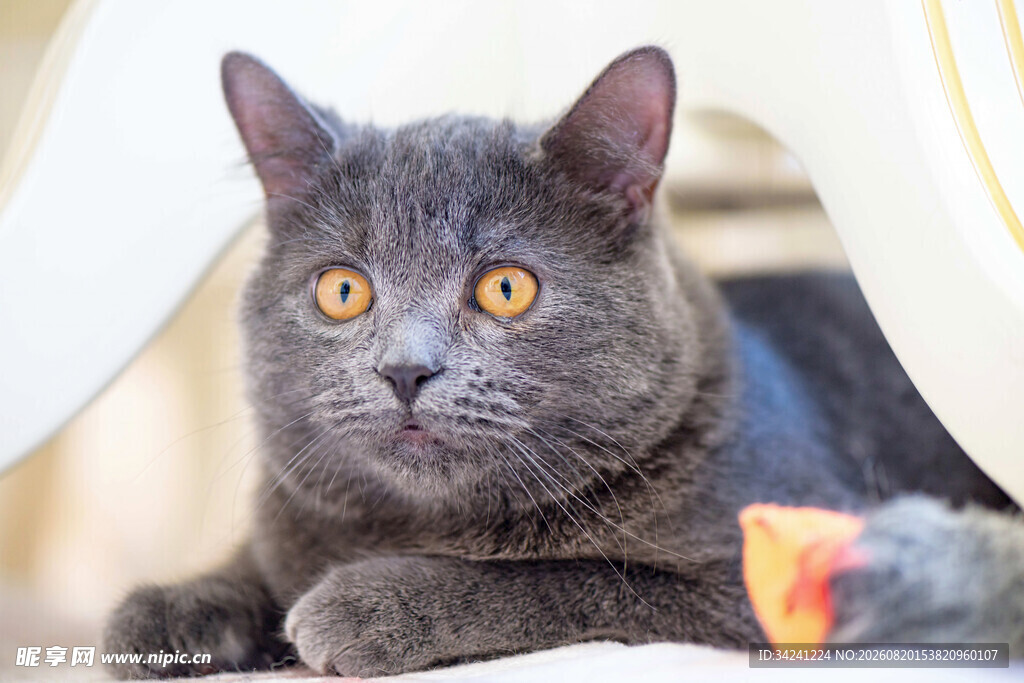 可爱灰猫趴卧好奇张望