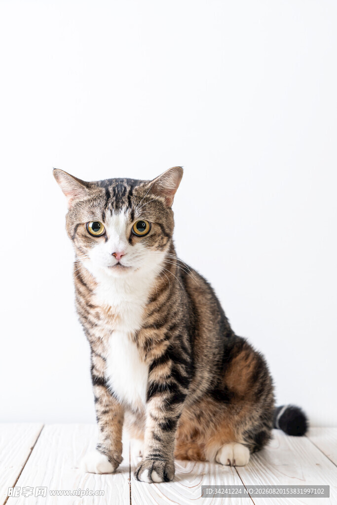 坐姿可爱的斑纹猫咪