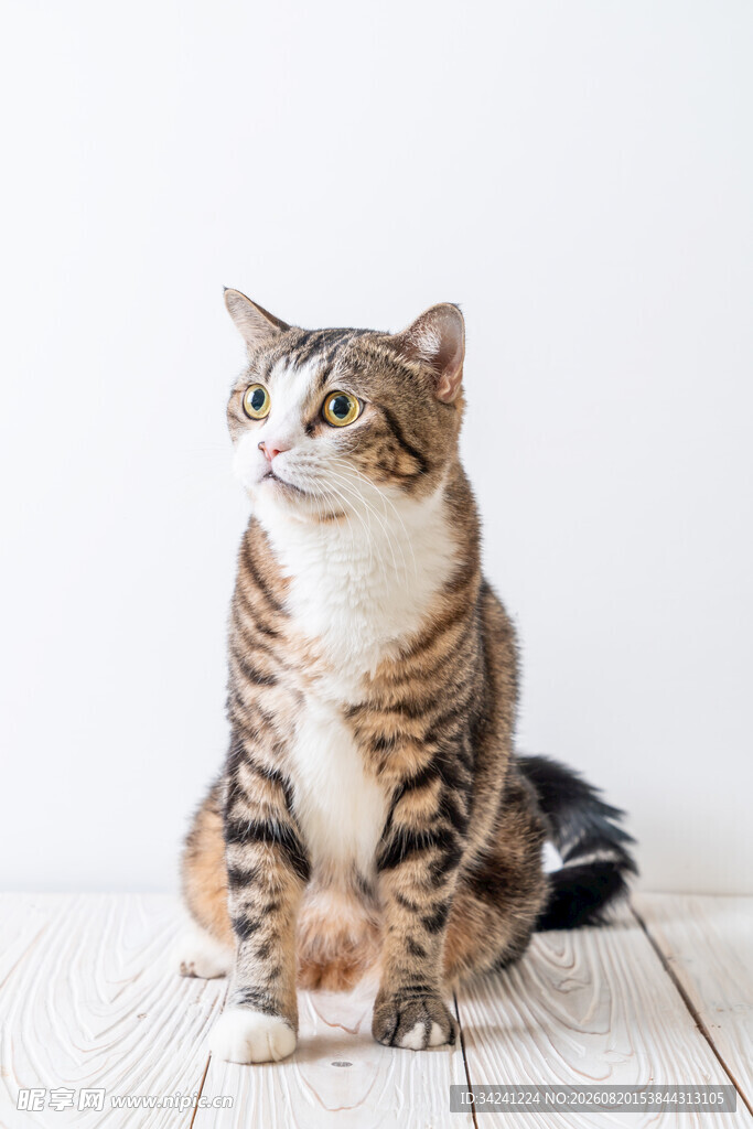 坐姿优雅的斑纹猫咪