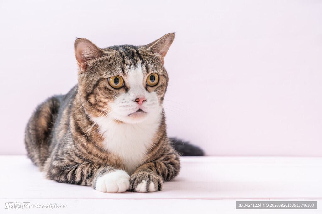可爱猫咪趴卧姿态展示