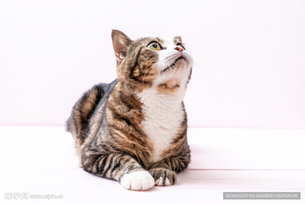 趴着仰望的斑纹猫咪