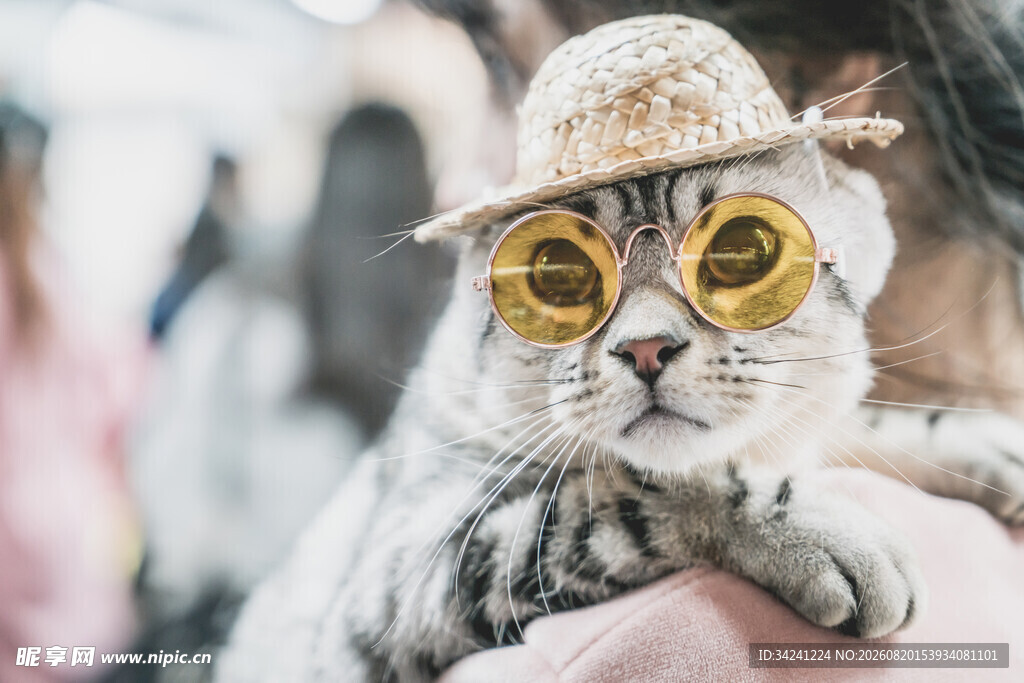 戴墨镜帽子的可爱猫咪