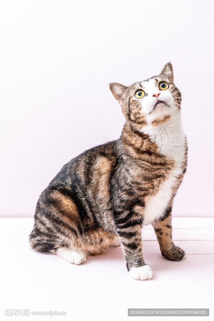 斑纹猫咪仰头可爱瞬间