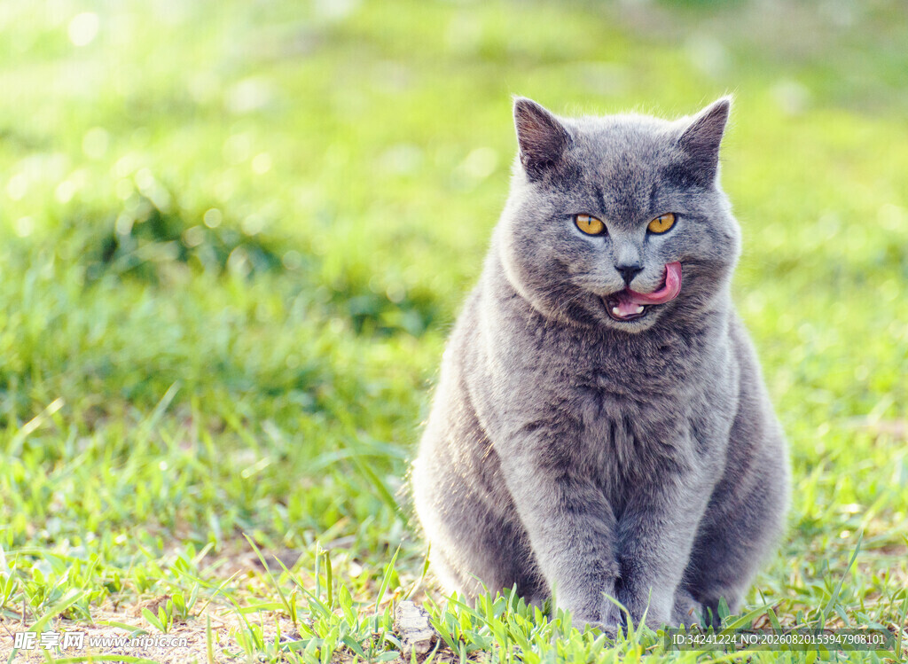 灰猫坐于绿草地