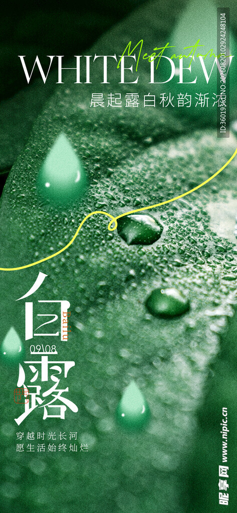 白露时节叶片上的晶莹水珠