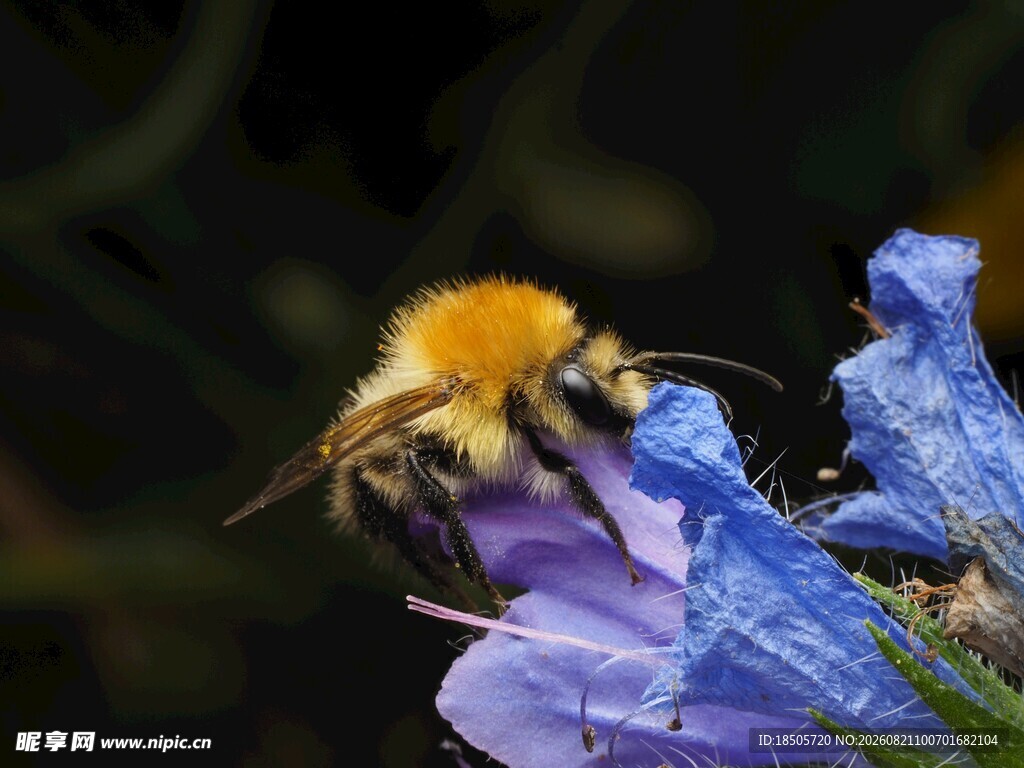 蜜蜂采蜜于蓝紫色花朵间