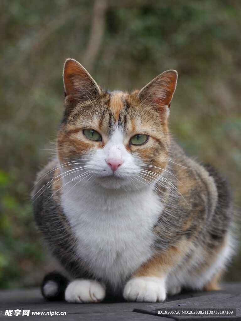 三色花猫趴坐姿态特写