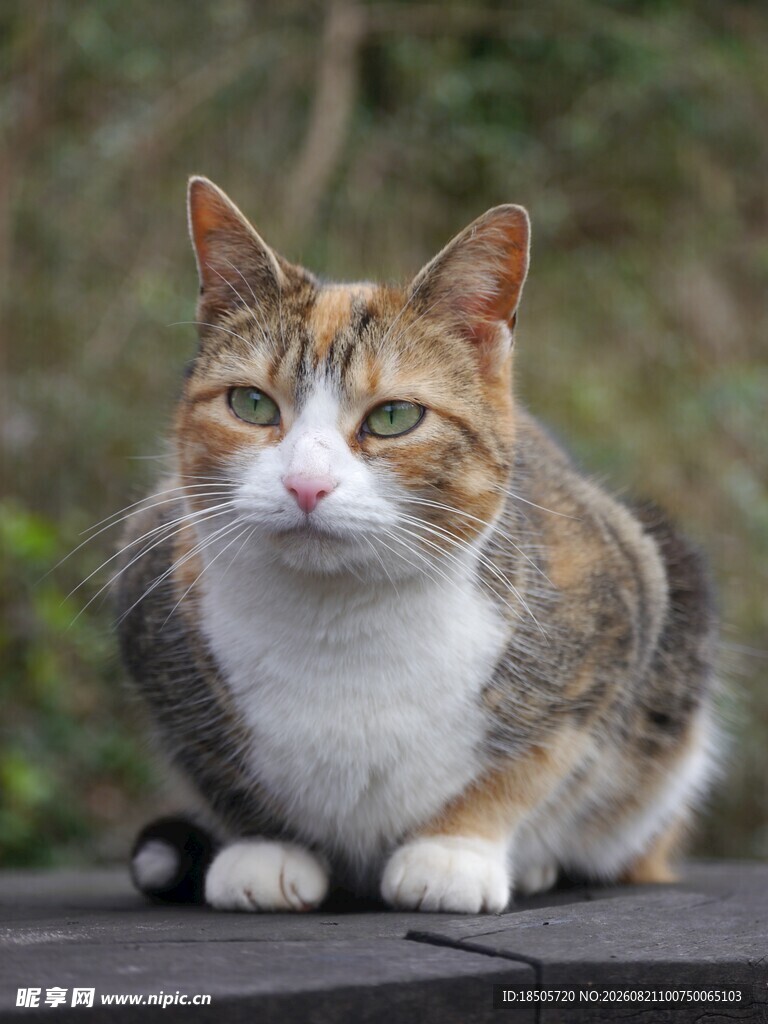 三色猫咪安静趴坐