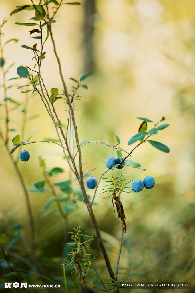 野外蓝果植物特写