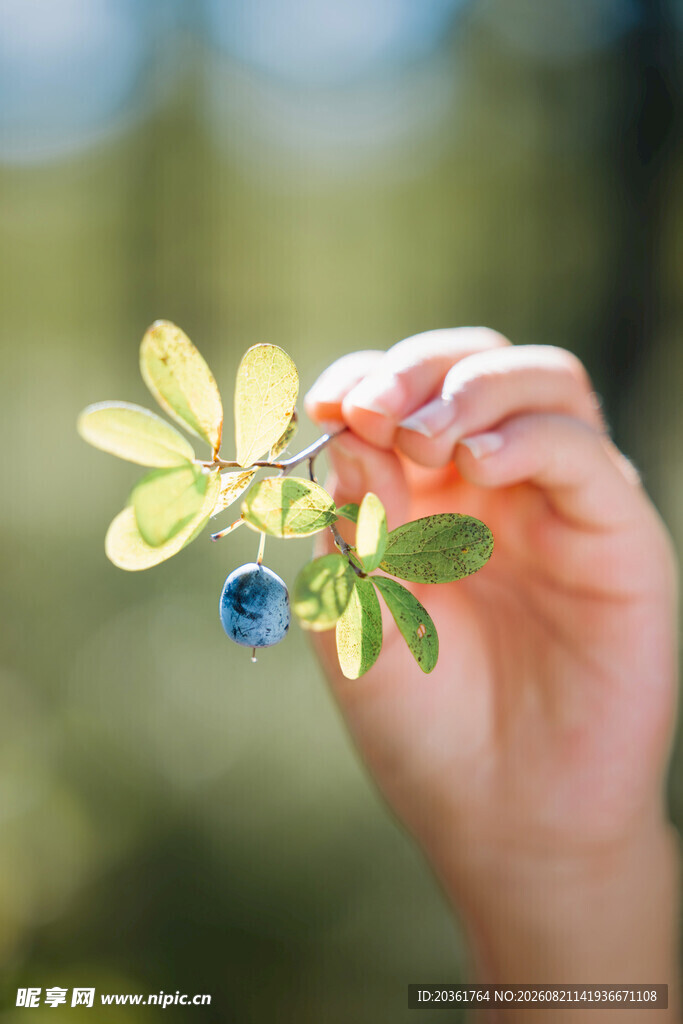 手托绿叶蓝果植物标本