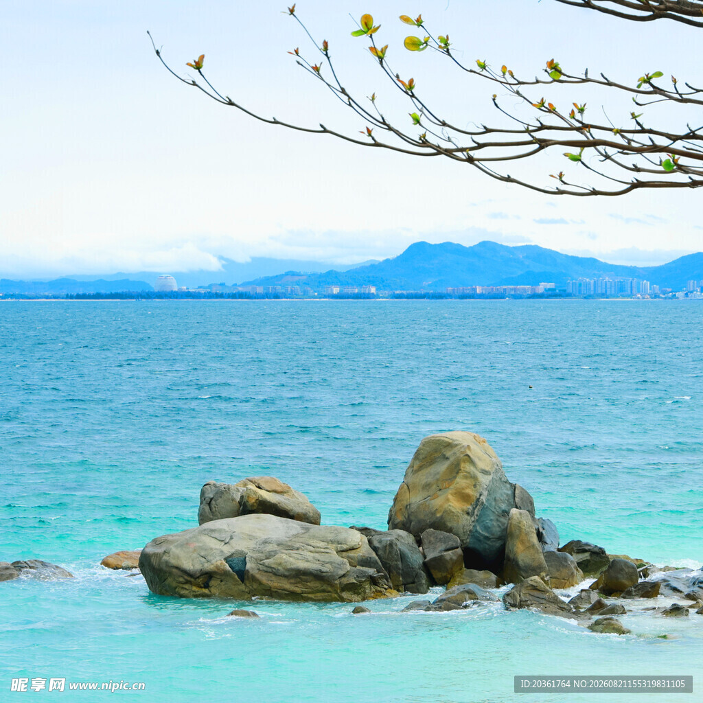 海边礁石与繁茂花枝景观