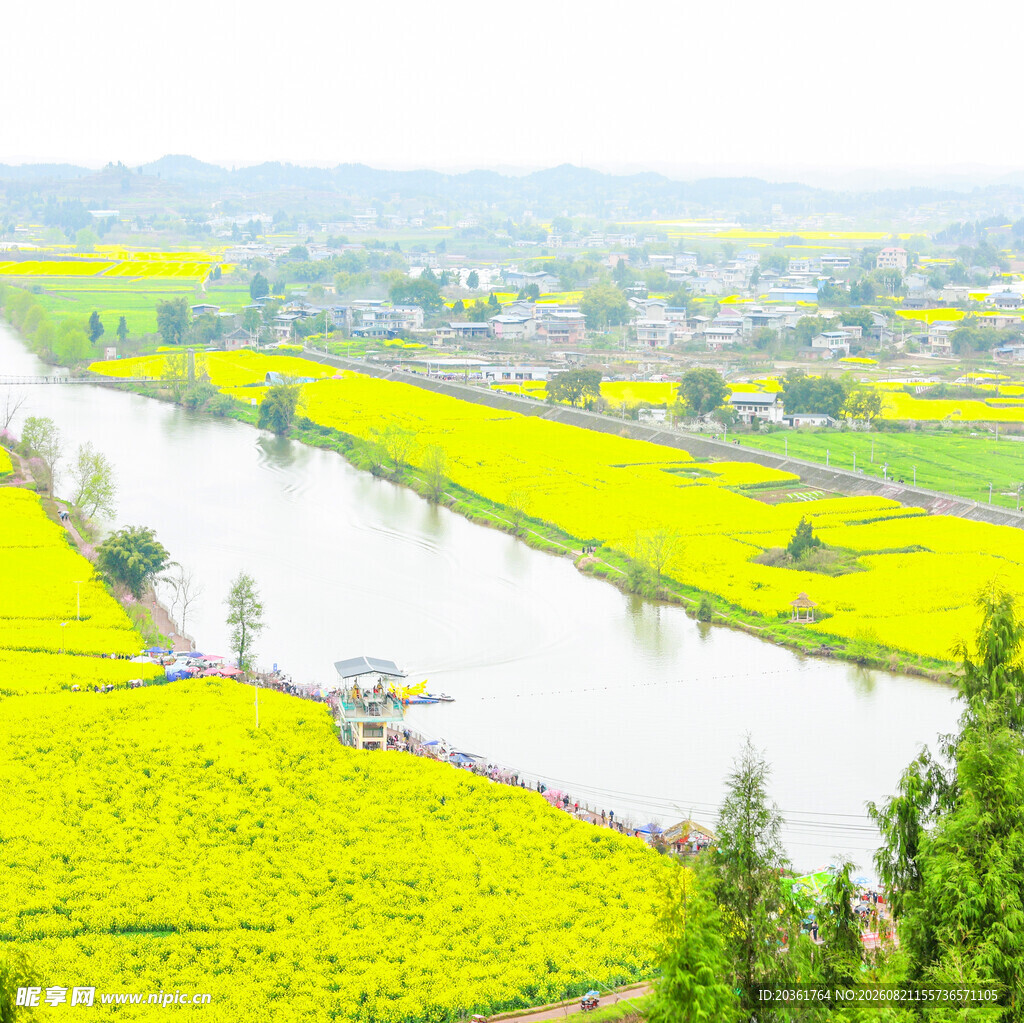 河畔油菜花海田园风光