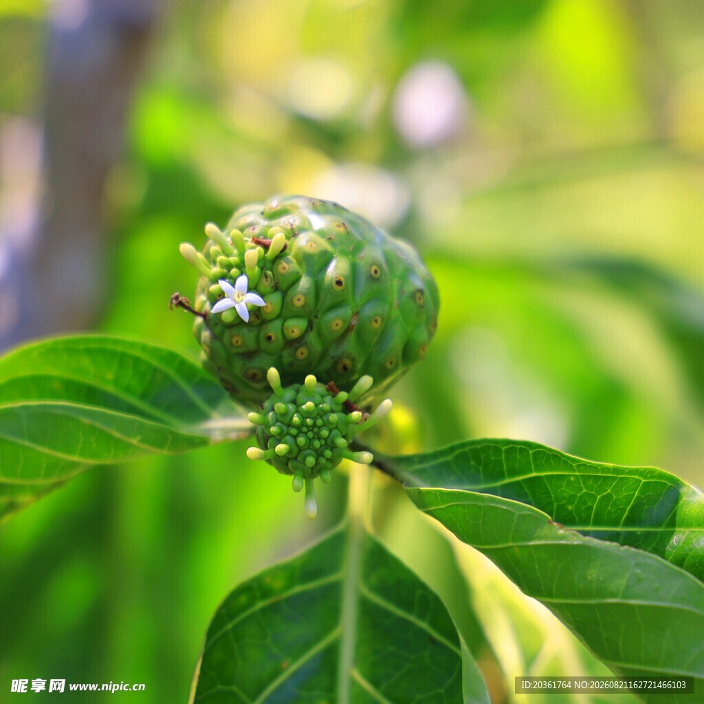 诺丽果植株特写