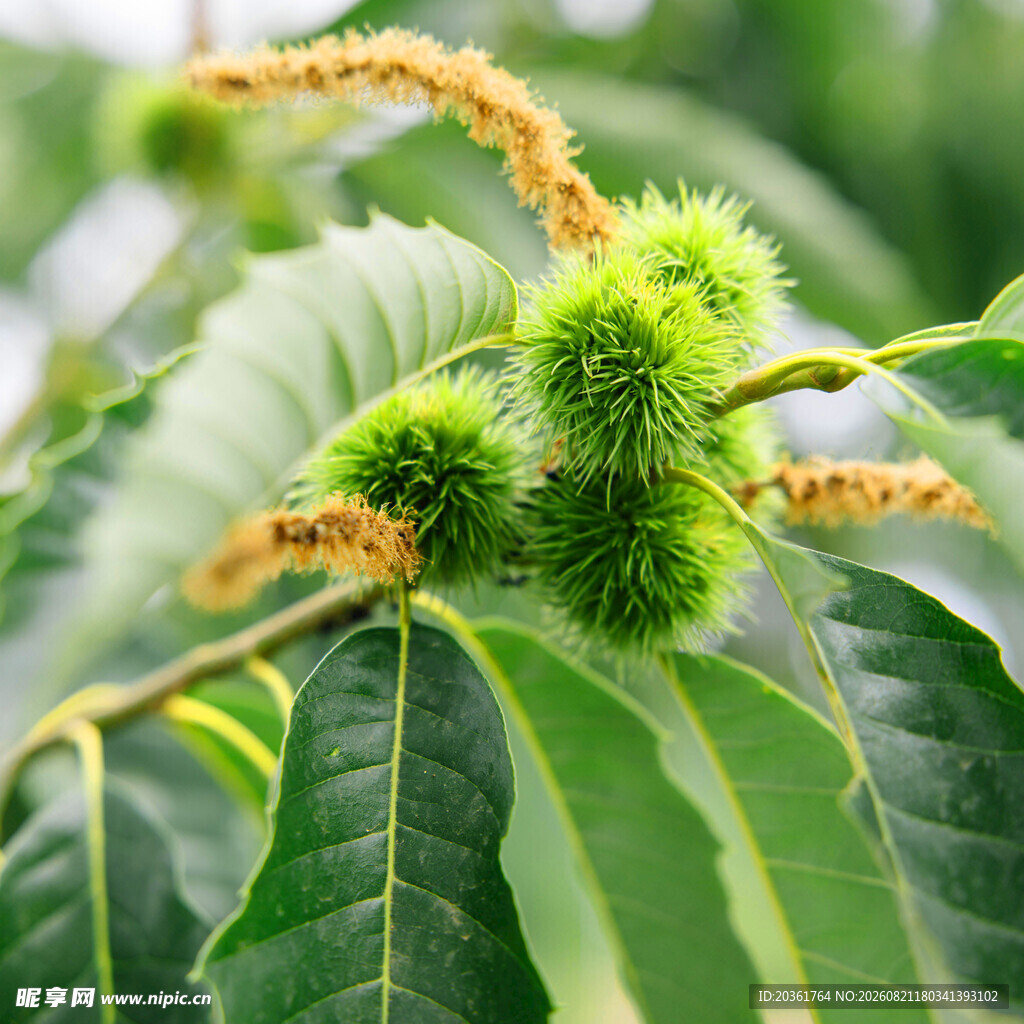 枝头嫩绿板栗与繁茂叶片
