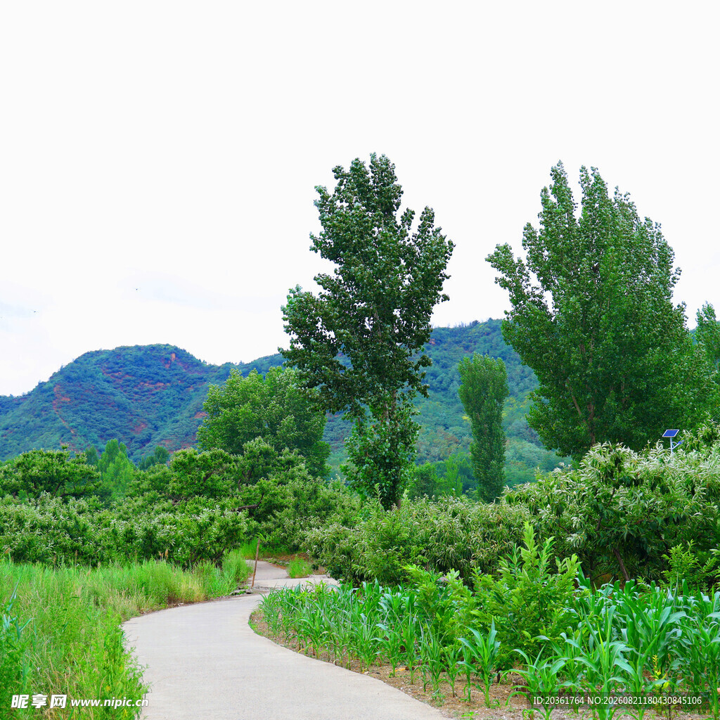 乡间小路旁的绿意与远山