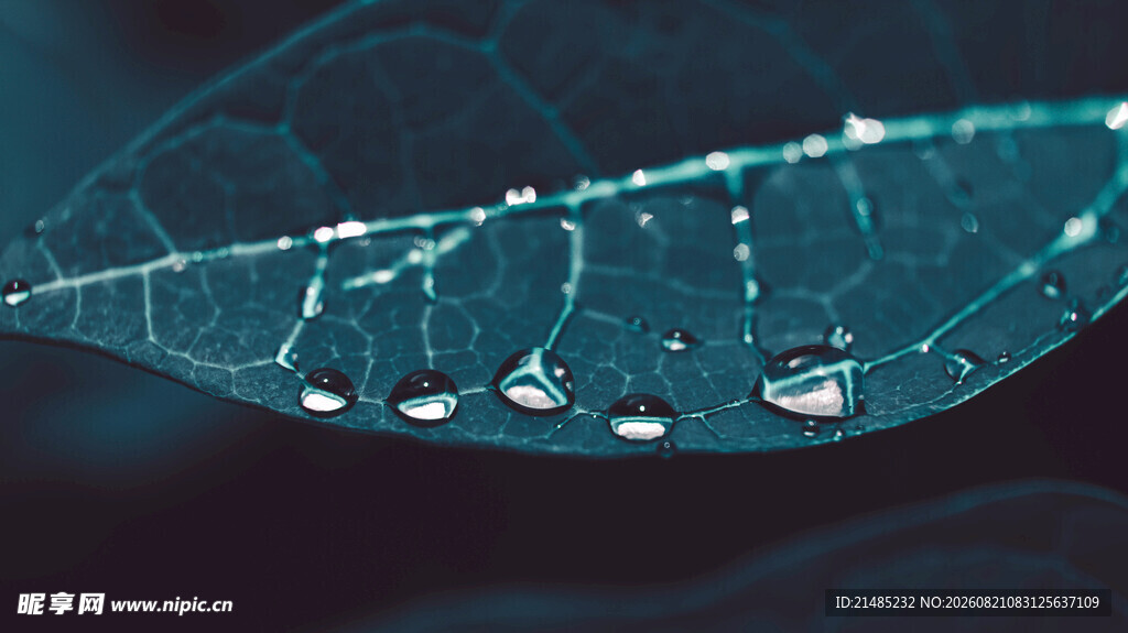 晶莹水珠点缀翠绿叶片