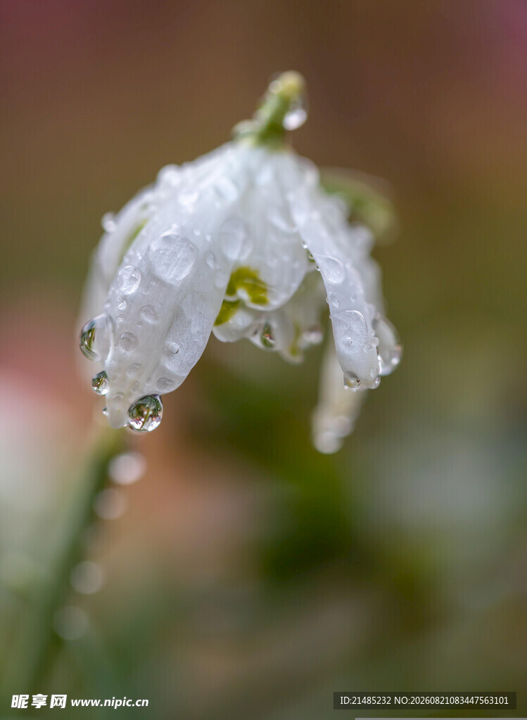 带水珠的雪花莲
