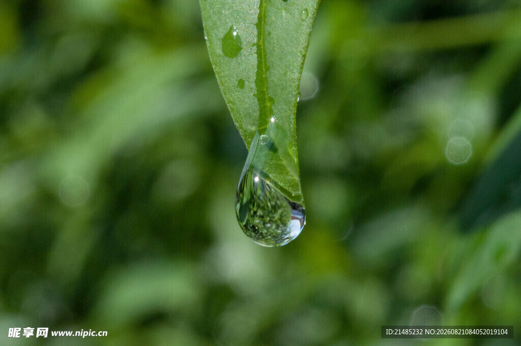 叶尖上的晶莹水滴
