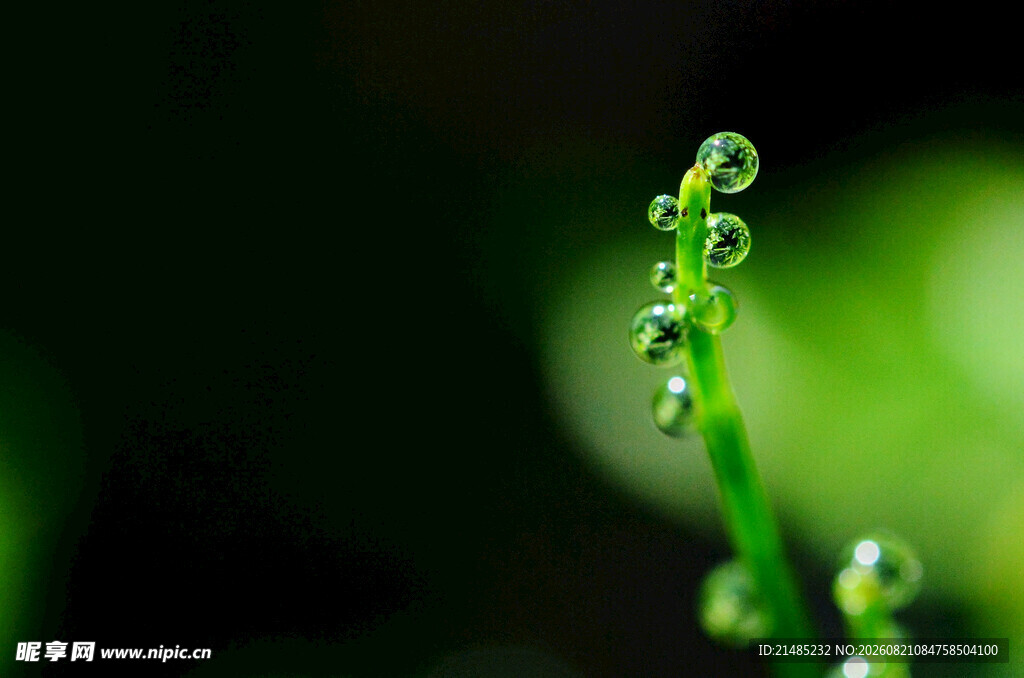 草尖上的晶莹露珠