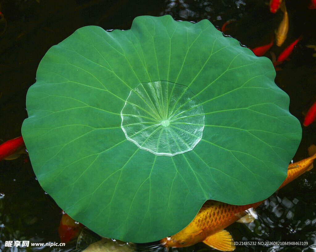 荷叶
