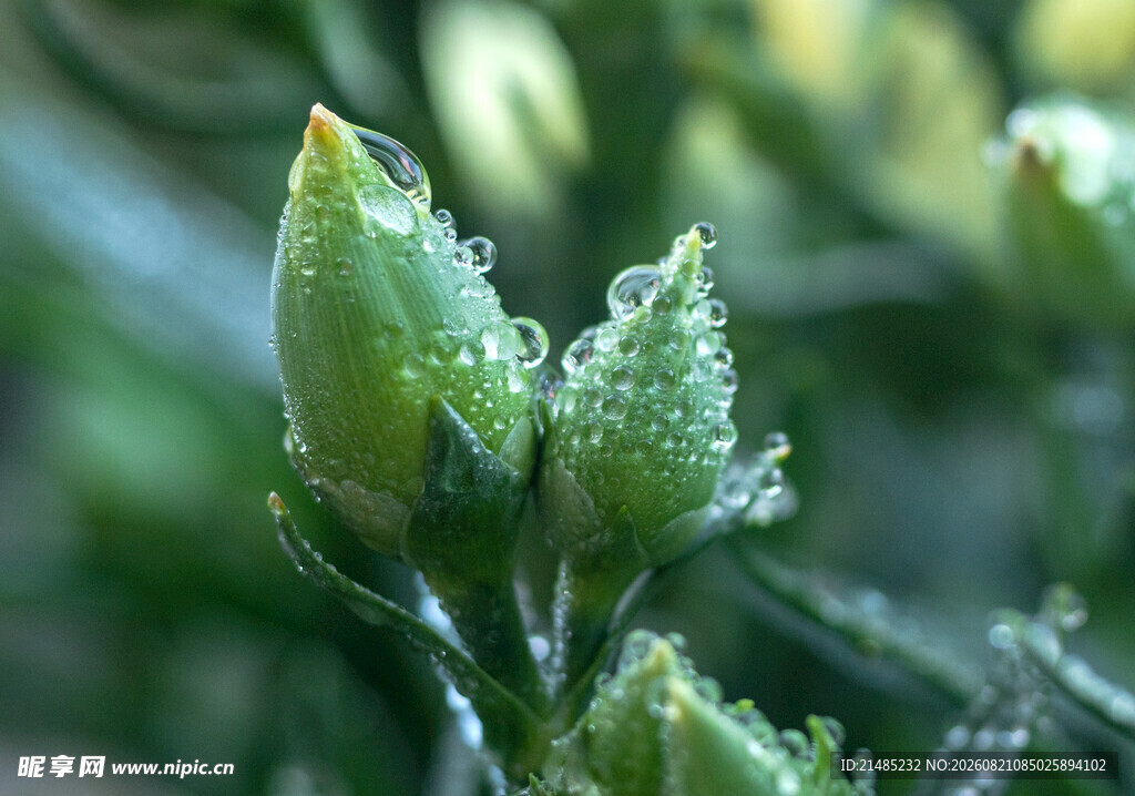 带露珠的嫩绿植物花苞
