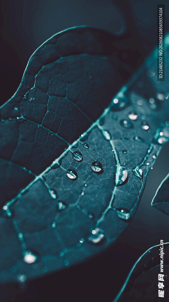 水滴覆于叶片的微观景致