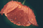 带水珠的娇艳红色花瓣