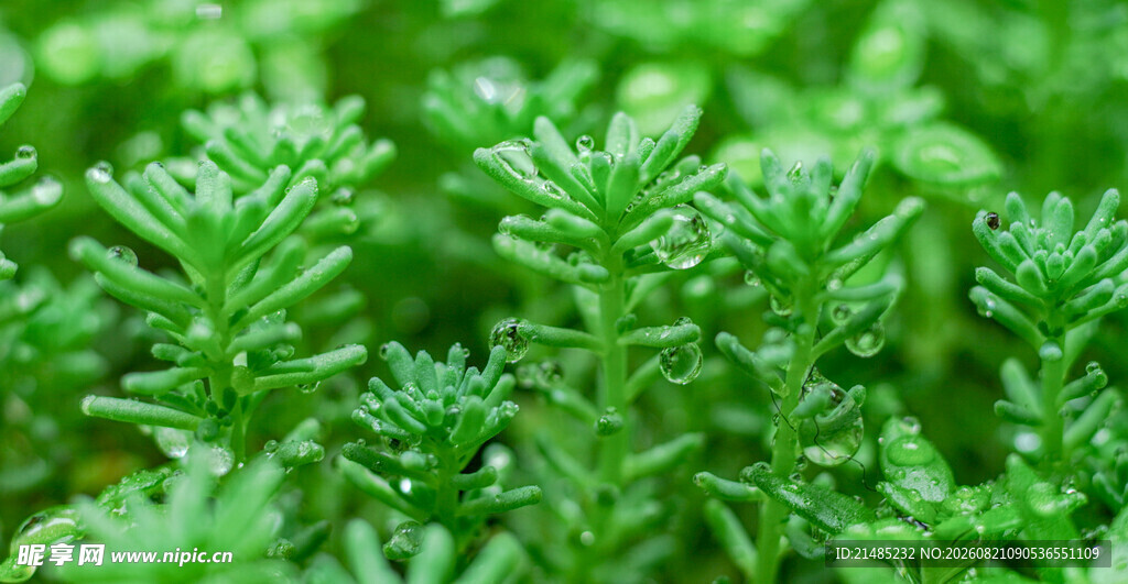 嫩绿清新的丛生植物