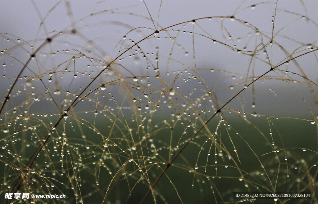 雾中摇曳的细长草茎