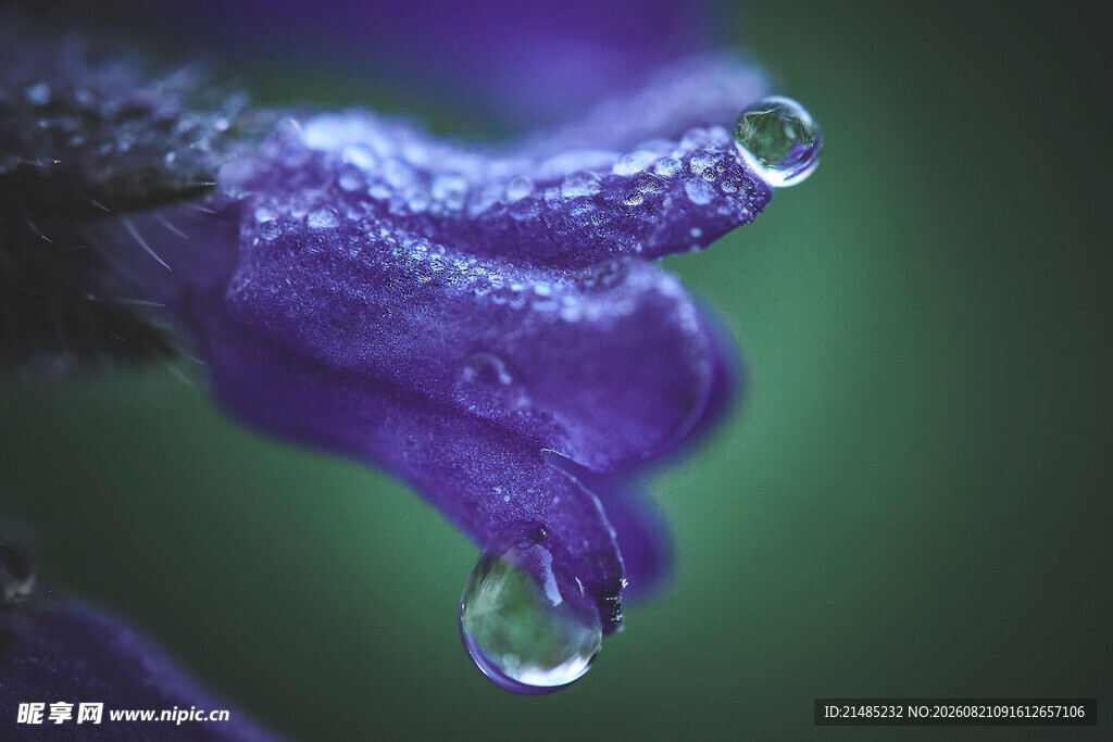 紫花上的晶莹水珠