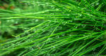 翠绿松针特写