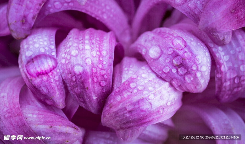 紫花花瓣上的晶莹水珠