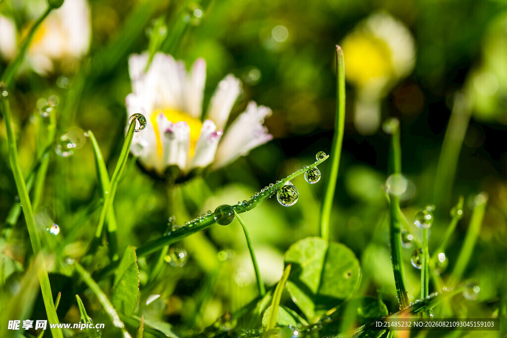 雨后雏菊绽于翠绿草丛
