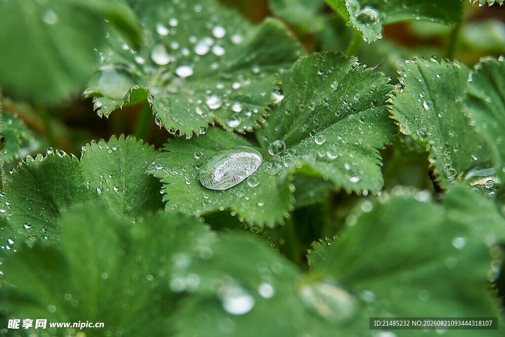 绿叶上晶莹的水珠
