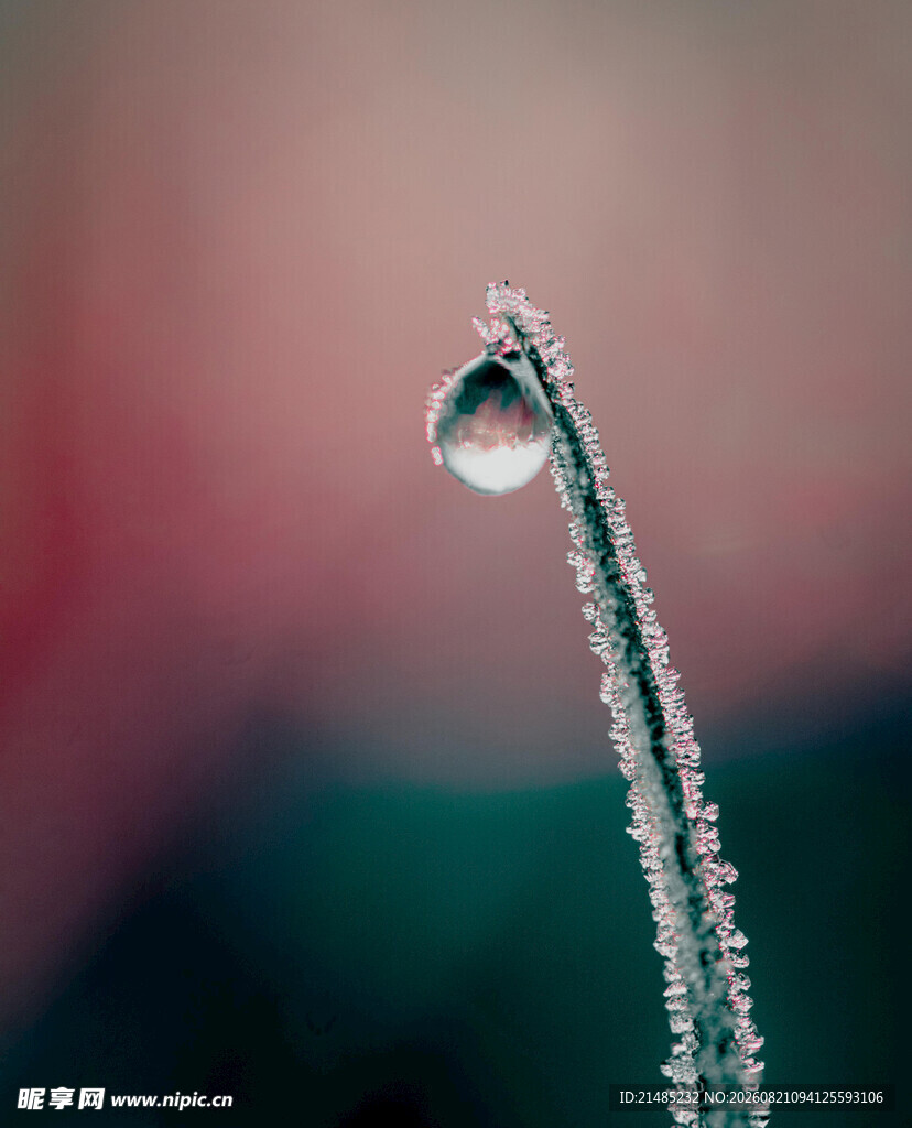 草尖上的晶莹露珠