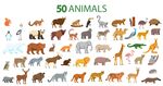 50种动物集合插画