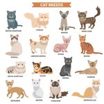 多样猫咪品种展示