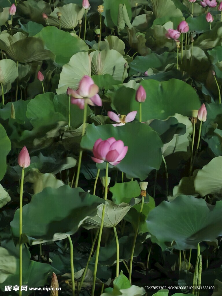 夏日荷塘荷花绽放
