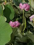 粉色荷花绽放于绿叶间