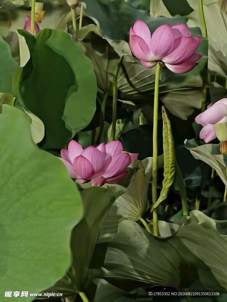 粉色荷花绽放于绿叶间