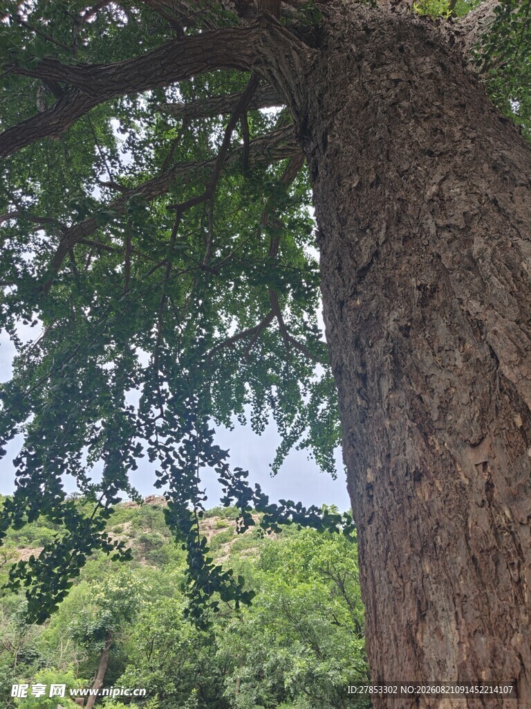 粗壮大树与繁茂枝叶