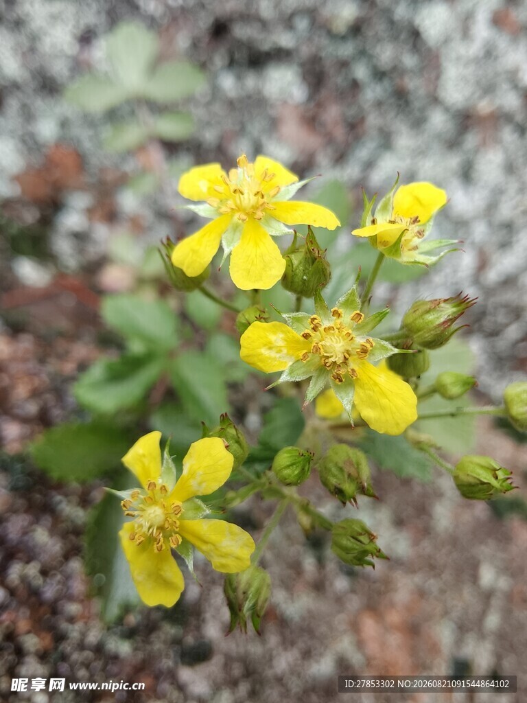 黄色小花绽放于地面