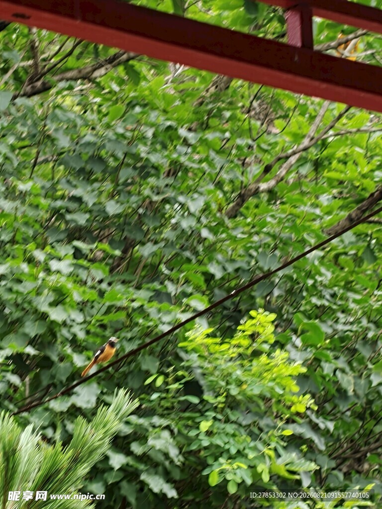 红梁下的繁茂绿植景观