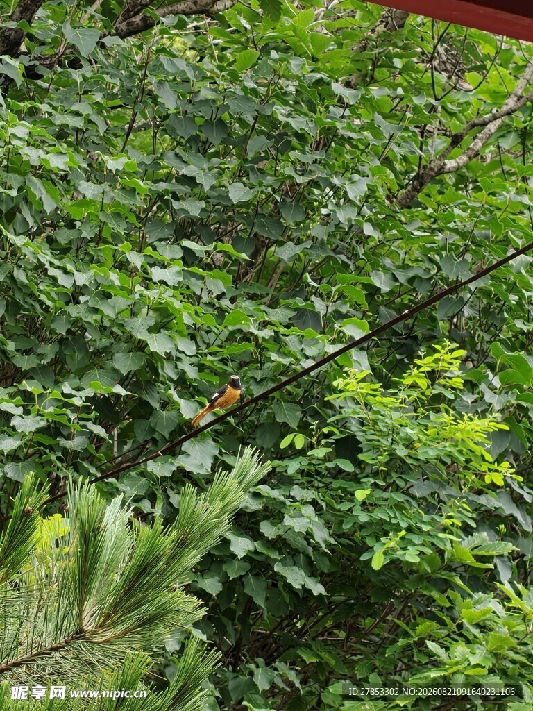 繁茂绿植景观