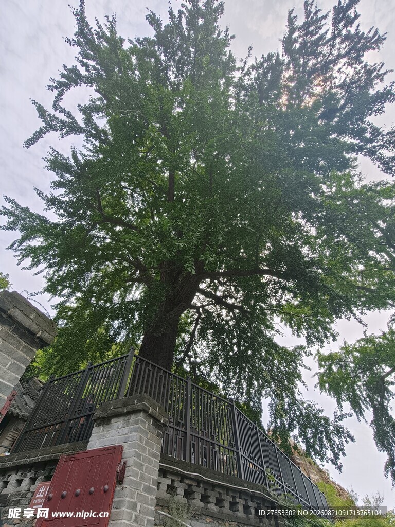 古树下的中式建筑