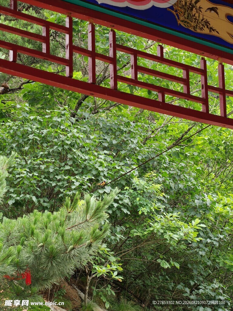 中式廊架下的繁茂绿植