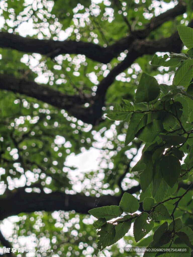 繁茂树枝间的翠绿叶片
