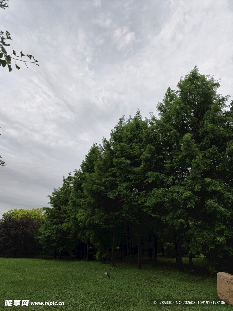 绿意盎然的草地与树林