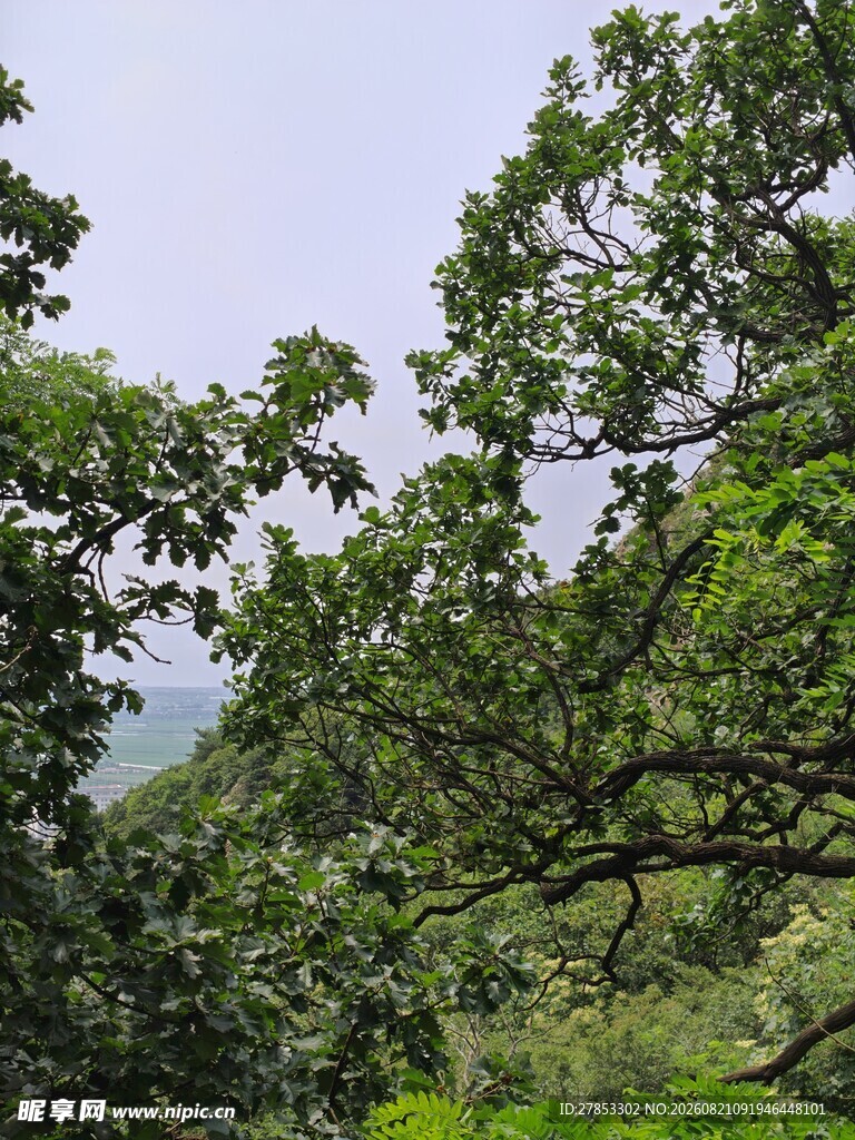 繁茂绿树
