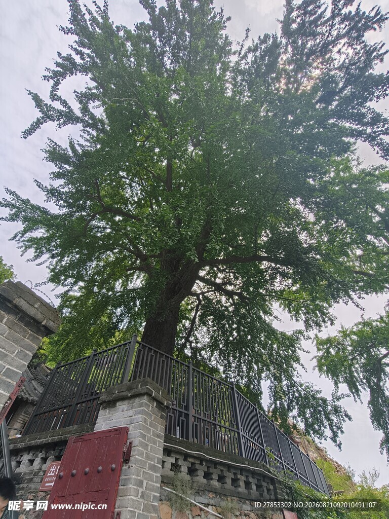 古树下的中式建筑景观